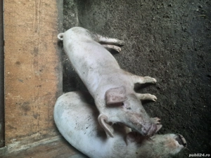 porci de vânzare!