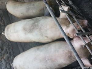 porci de vânzare 