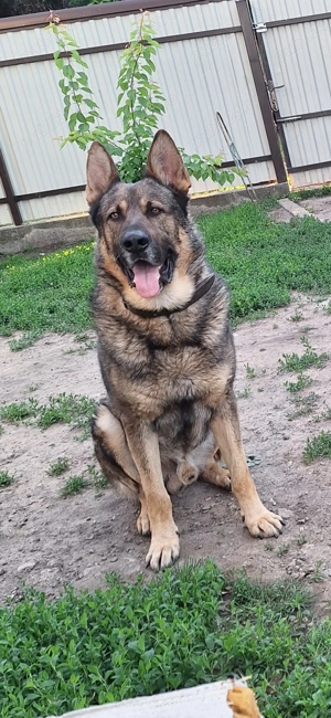 Ciobanesc german cu pedigree si drept de reproducere