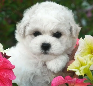 Pui Bichon Frise- Calitate și Sănătate Garantate!