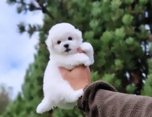 Bichon Frise- mici, pufoși și veseli, Pui Disponibili!