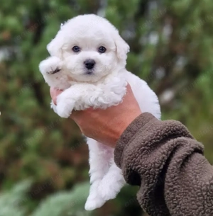 Bichon Frise- mici, pufoși și veseli, Pui Disponibili! - imagine 3