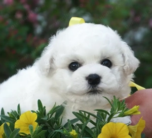 Bichon Frise- mici, pufoși și veseli, Pui Disponibili! - imagine 4