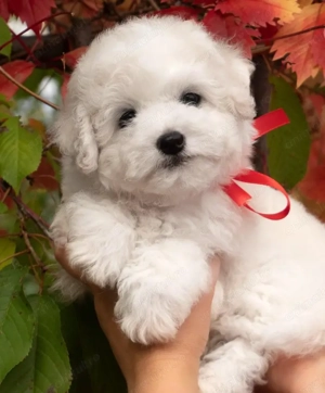 Bichon Frise- mici, pufoși și veseli, Pui Disponibili! - imagine 2