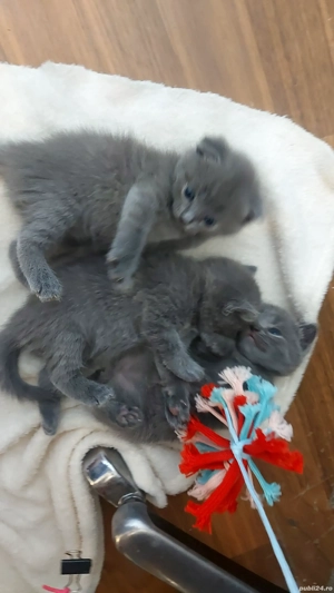 fetite si baietei rasa pura british & scotish - imagine 3