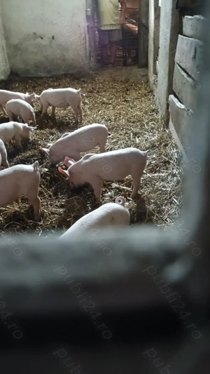 Vând purcei de 9 saptamâni