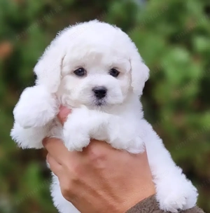 Pui Rasa Bichon Frise  Premium- documentație completă și suport post vânzare  - imagine 2