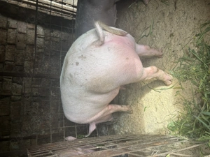 Porc de carne  - imagine 4 Porc de carne  - imagine 4