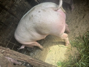 Porc de carne  - imagine 5 Porc de carne  - imagine 5