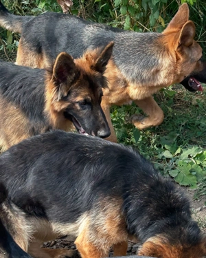 Pui ciobănesc german de vânzare  - imagine 4