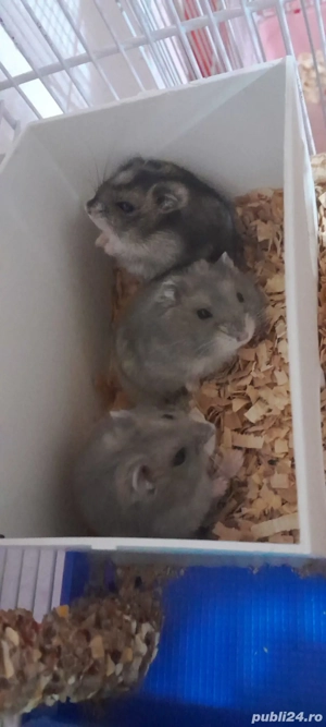 Vând  pui de Hamsteri Pitici Ruseşti.