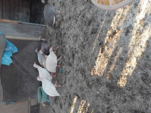 Bibilici românești 