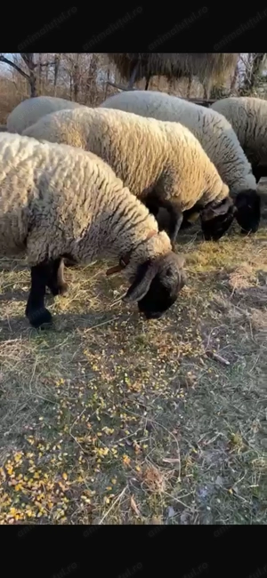 Ferma familiară vinde 15 oi și un berbec suffolk 