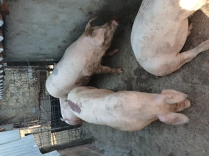 Porci rasa de carne - imagine 2 Porci rasa de carne - imagine 2