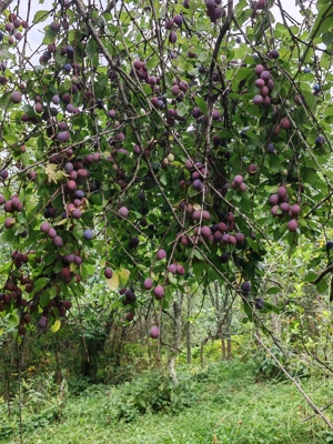 Vând pământ în interiorul parcului DOMOGLED la 20 km de HERCULANE - imagine 2