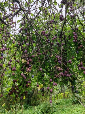 Vând pământ în interiorul parcului DOMOGLED la 20 km de HERCULANE - imagine 10