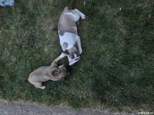 Puiuți de Buldog Francez - imagine 2 Puiuți de Buldog Francez - imagine 2