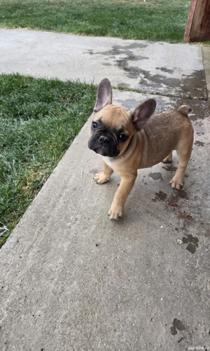 Puiuți de Buldog Francez - imagine 3 Puiuți de Buldog Francez - imagine 3