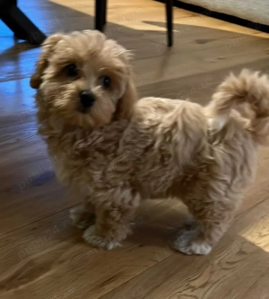 Căței Pudel disponibili acum! - imagine 6