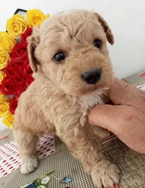 Căței Pudel disponibili acum! - imagine 9