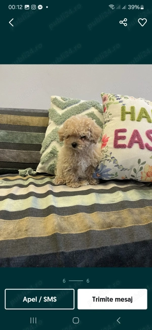 Căței Pudel disponibili acum! - imagine 10