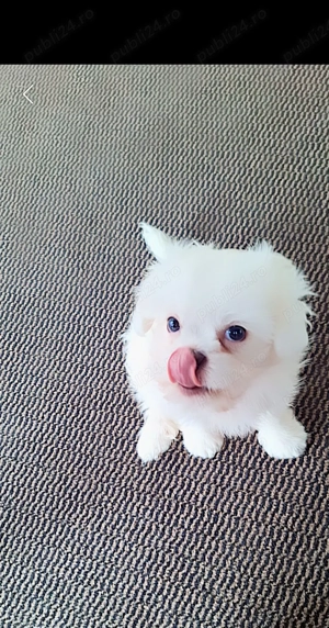 Ofertă! Căței Bichon Toy la doar 1500 lei - imagine 9