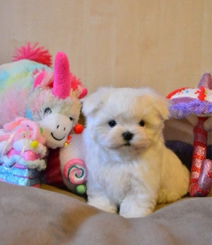 Ofertă! Căței Bichon Toy la doar 1500 lei - imagine 8