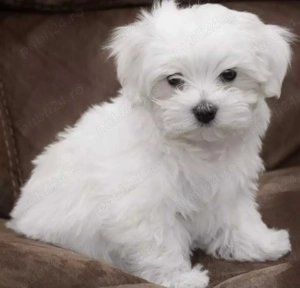 Ofertă! Căței Bichon Toy la doar 1500 lei - imagine 5