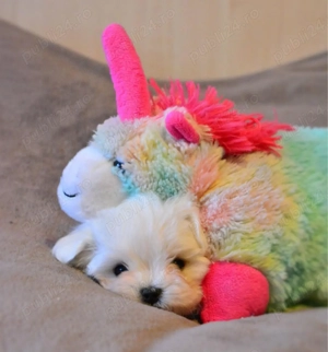 Ofertă! Căței Bichon Toy la doar 1500 lei - imagine 6