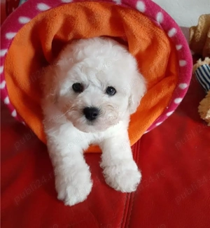 Ofertă! Căței Bichon Toy la doar 1500 lei - imagine 7