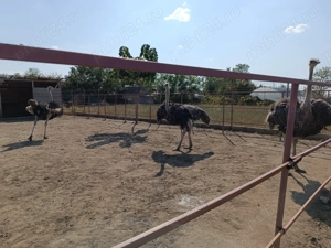 Vând struți vârstă 3,5 ani - imagine 2 Vând struți vârstă 3,5 ani - imagine 2