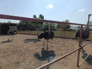 Vând struți vârstă 3,5 ani