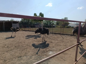 Vând struți vârstă 3,5 ani - imagine 3 Vând struți vârstă 3,5 ani - imagine 3