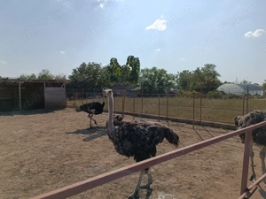 Vând struți vârstă 3,5 ani - imagine 4 Vând struți vârstă 3,5 ani - imagine 4