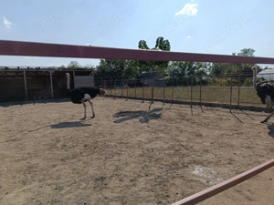 Vând struți vârstă 3,5 ani - imagine 5 Vând struți vârstă 3,5 ani - imagine 5