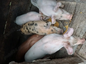 Vând purcei de bucati