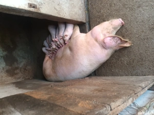 purcei 12 s - imagine 2 purcei 12 s - imagine 2