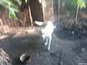 cățelușă Golden Retriever