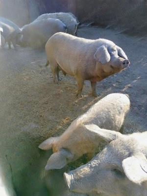 Vând porci mangalița,de crescut și de taiat.Greutate intre 40 și 180 kg