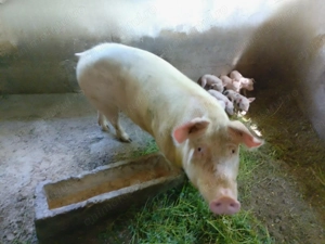 Vând scroafă cu 10 purcei sau separat,atât scroafa cat și purceii. - imagine 2