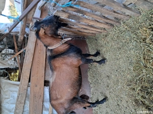 Vand tap alpin francez