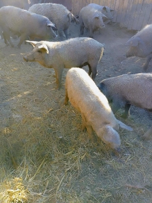 Vând porci Mangalița,de crescut și de tăiat.Greutate între 40 și 180 kg.