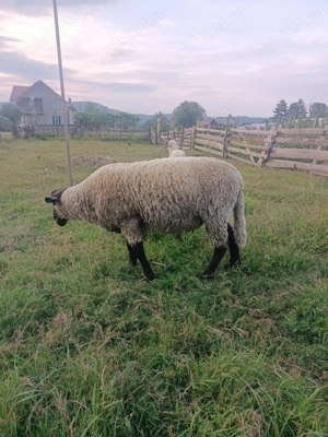 Vând berbec de carne de prasila - imagine 2