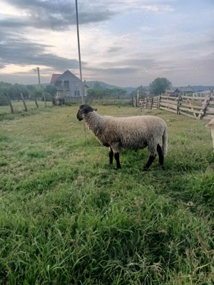 Vând berbec de carne de prasila