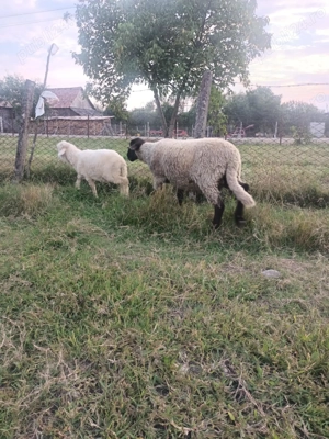 Vând berbec de carne de prasila - imagine 4