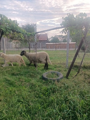 Vând berbec de carne de prasila - imagine 3