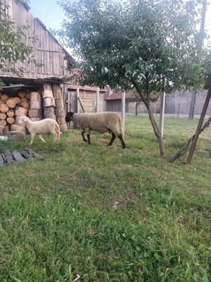 Vând berbec de carne de prasila - imagine 5