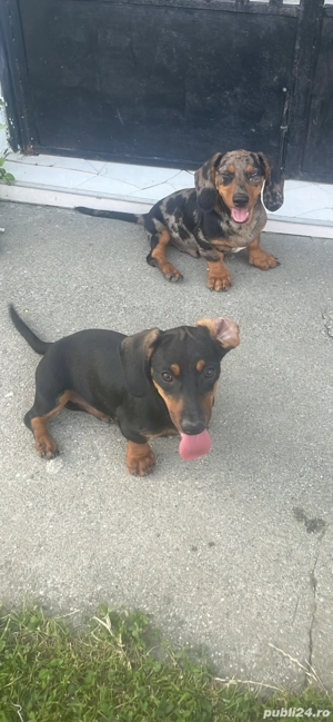 catelusa teckel pitic  - imagine 2