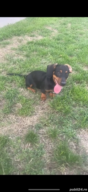 catelusa teckel pitic