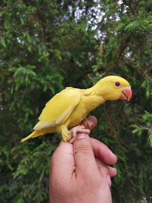 Papagali vorbitori pui blânzi micul Alexandru alexander - imagine 4